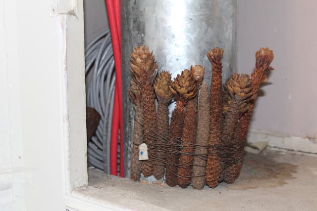 a bundle of long pinecones